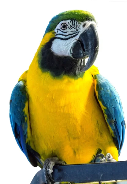 Papoušek na bílém pozadí — Stock fotografie