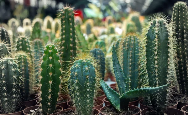 Ensemble de cactus — Photo