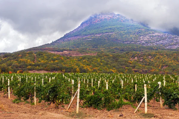 Виноградник поле в горах — стоковое фото