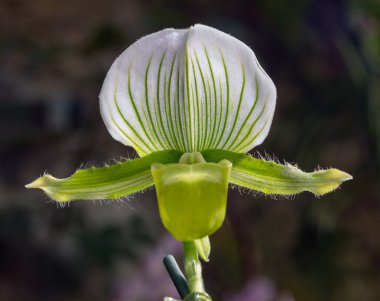 Beyaz orkide. Bloom 'daki Phalaenopsis Cymbidium Orkideleri. Orkide. Güzel çiçek. Lüks dallı orkide çiçeği Phalaenopsis arka planı.