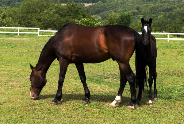 Horse on meadow — Zdjęcie stockowe