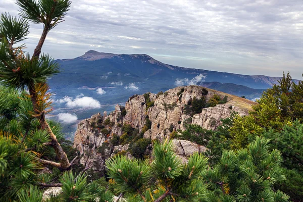 Paisaje montaña pino —  Fotos de Stock