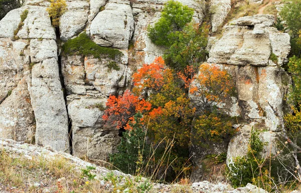 Осенняя флора в горах — стоковое фото