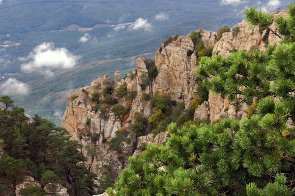 Pine on mountains — Stock Photo, Image