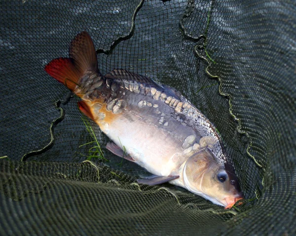Big carp in landing net — Stock Photo, Image