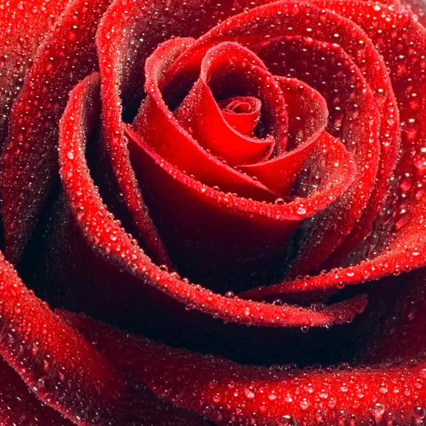 Blossom red rose — Stock Photo, Image