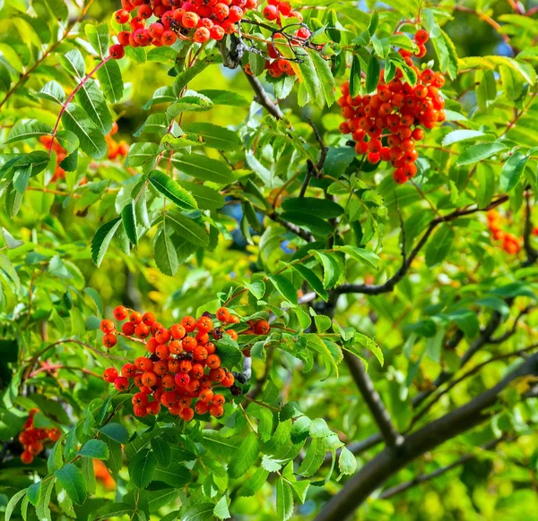 Berry сolorful autumn leaves — Stock Photo, Image