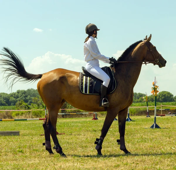 Cavalo e jóquei — Fotografia de Stock