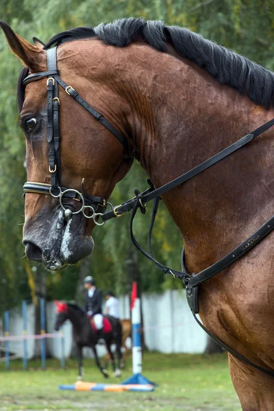 Häst — Stockfoto