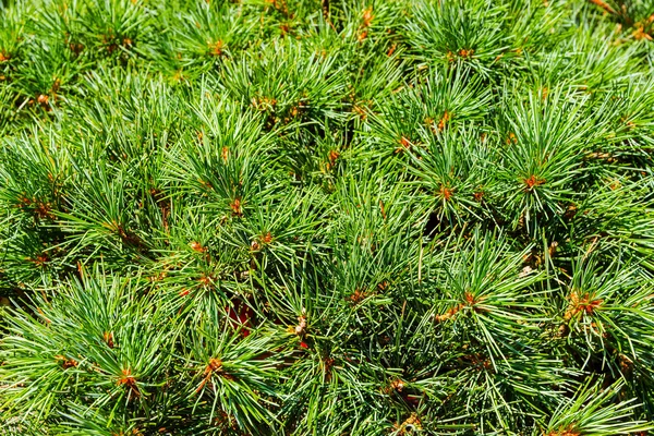 Spruce nålar gren — Stockfoto