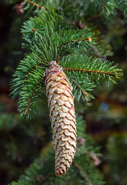 Pine cone with branch Royalty Free Stock Images