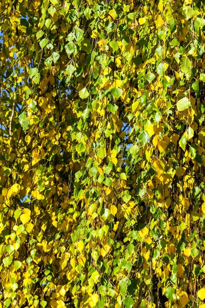 Hojas de otoño — Foto de Stock