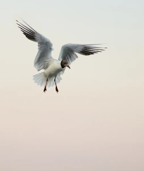 Seagull flight — Stock Photo, Image