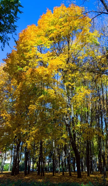 Bunter Herbst — Stockfoto