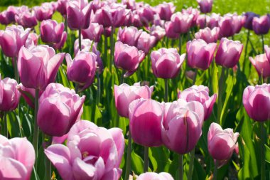 güzel bir Lale alan