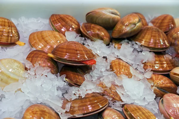 Conchas — Fotografia de Stock