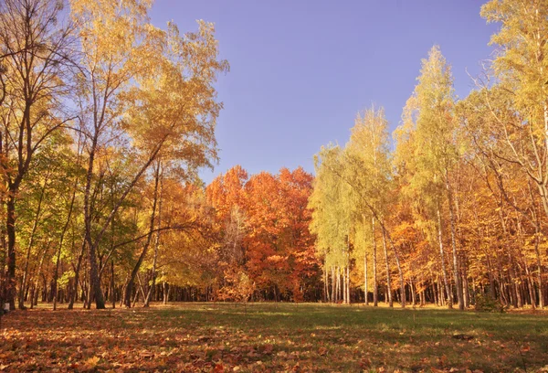 Herbst Wald Hintergrund. Vintage-Retro-Stil — Stockfoto