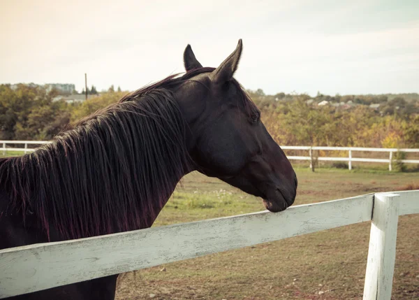 Portret van een paard, vintage retro stijl. — Stockfoto