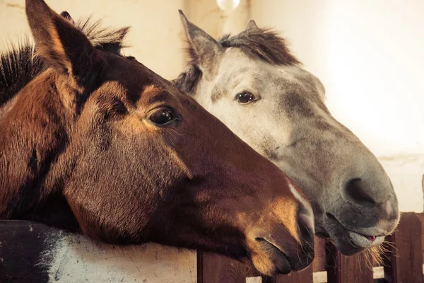 Retrato de un caballo, Estilo retro vintage . —  Fotos de Stock