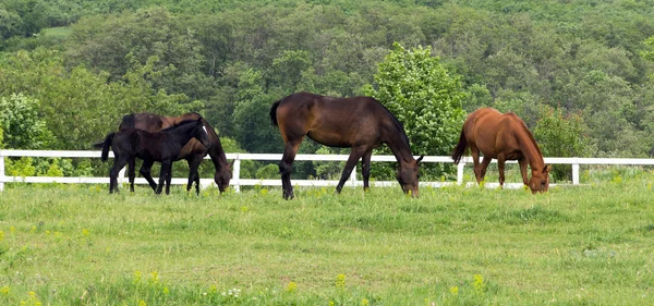 Cavalos no rancho — Fotografia de Stock