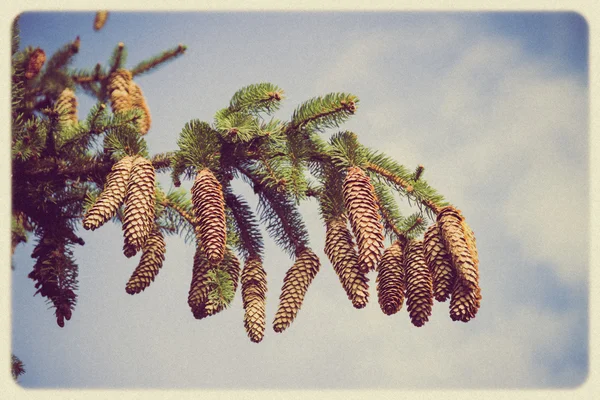 Rama de picea y cono de pino vintage —  Fotos de Stock