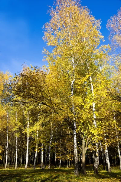 Sonbahar ormanı — Stok fotoğraf