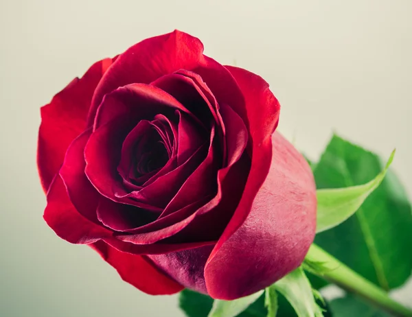 Rose red — Stock Photo, Image