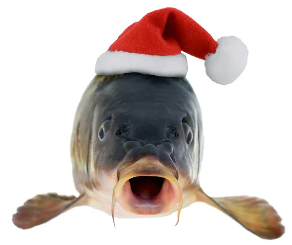 Carp in Santa Claus red hat — Stock Photo, Image