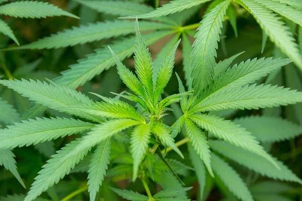 Cannabis marijuana — Stock Photo, Image