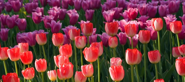 Campo de tulipas — Fotografia de Stock