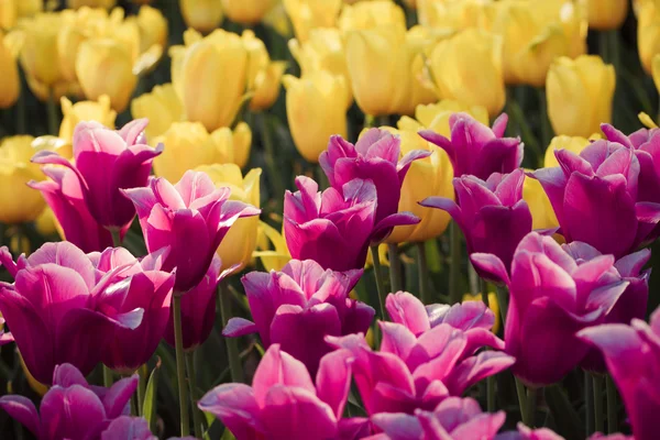 Tulpen — Stockfoto