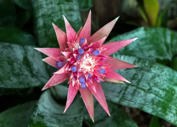 Природа кактус квітка — стокове фото
