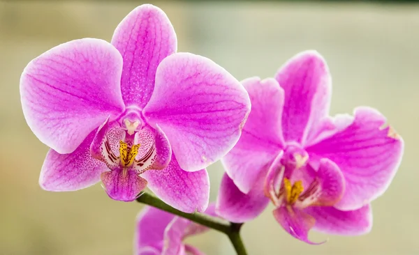 Orquídeas de ramos — Fotografia de Stock