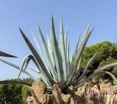 Bahçe kaktüs