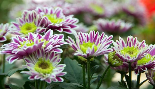 Bunga dalam pot floral — Stok Foto