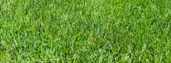 Grünes Feld vom Golf — Stockfoto