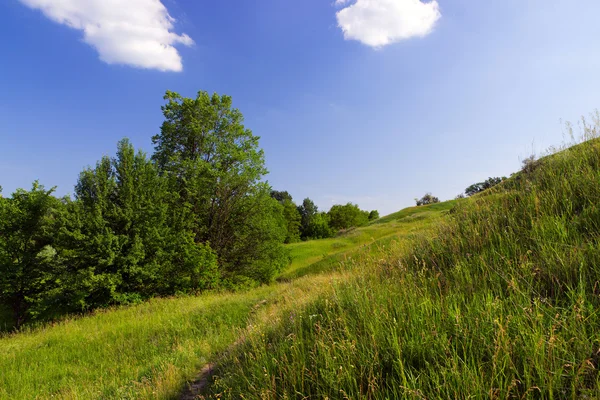 Pradera verde —  Fotos de Stock