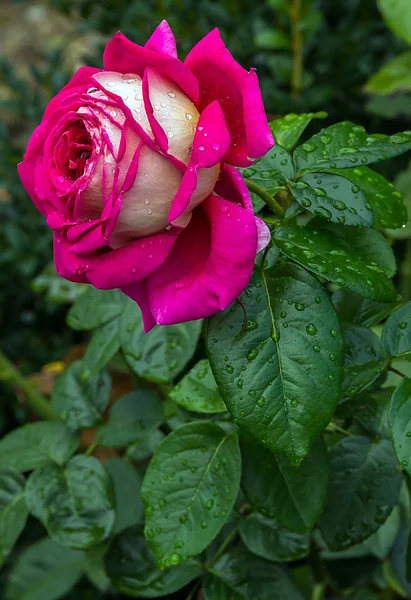 Jardín de rosas — Foto de Stock