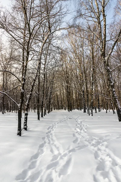 Vinterskog — Stockfoto