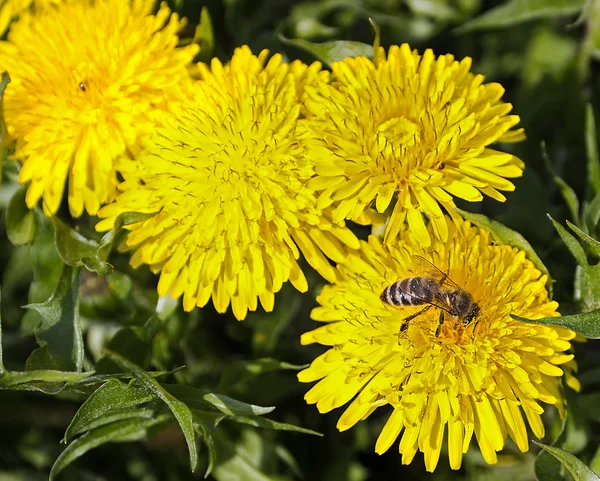 Flor de néctar de abeja amarillo — Foto de Stock