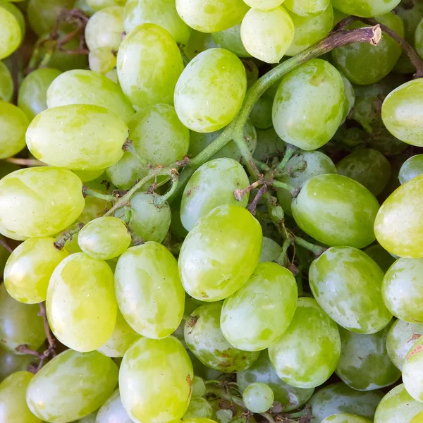 Grape — Stock Photo, Image