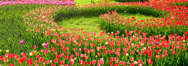 Fundo flor tulipa — Fotografia de Stock