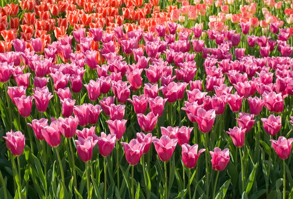 Tulip flower background — Stock Photo, Image