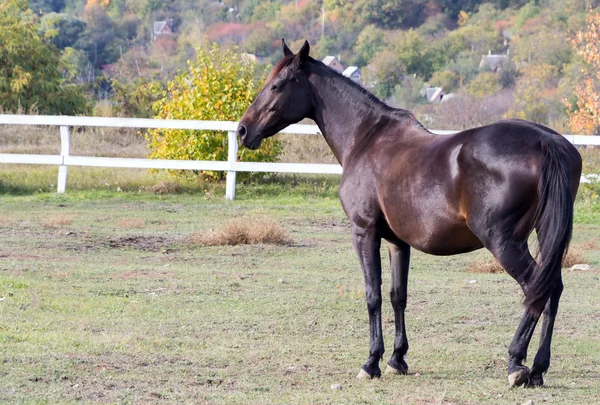 Horse brown — Stock Photo, Image