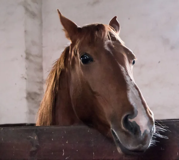 Caballo marrón — Foto de Stock