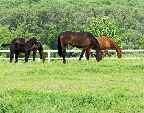 Cavallo marrone — Foto Stock