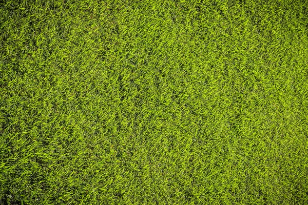 Grass texture — Stock Photo, Image