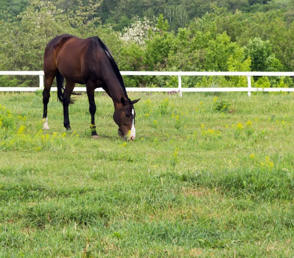 Cavallo marrone — Foto Stock