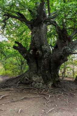 eski ağaç yeşil yaprak