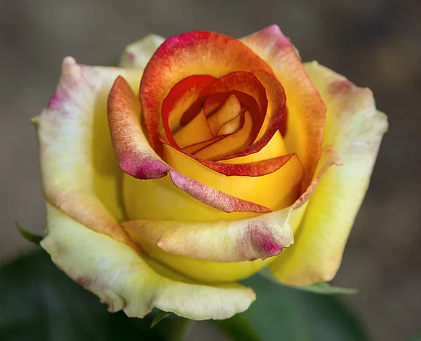 Fleurs de rose — Photo